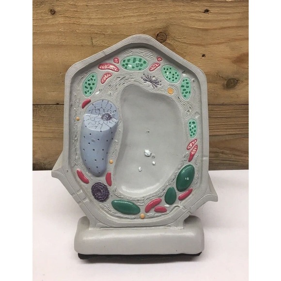 Carolina Biological Supply Plant Cell Model Classroom - Picture 2 of 8